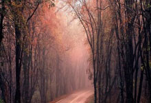 【中甲】佛山南狮宣布主帅安东尼奇下课.